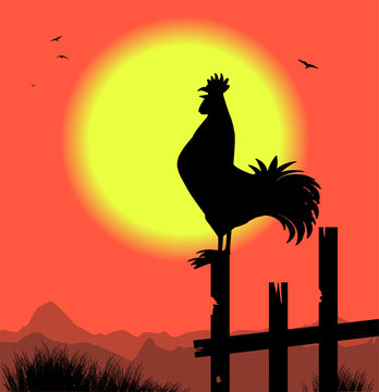 silhouette di gallo