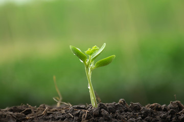 Seedling of cucumber with soil.
