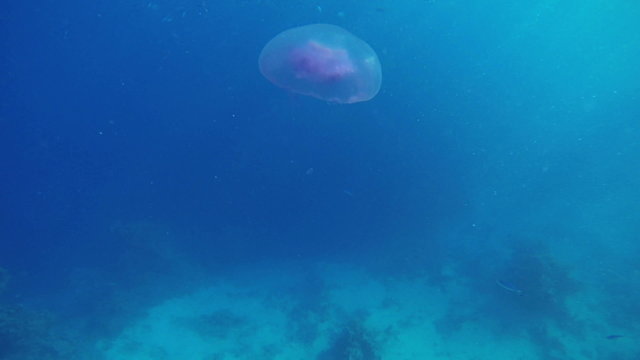 jellyfish going up in sea water
