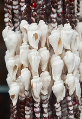 Sea shells decoration