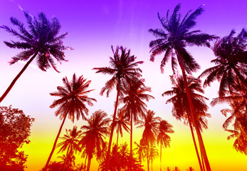 Palm trees silhouettes on tropical beach at sunset.