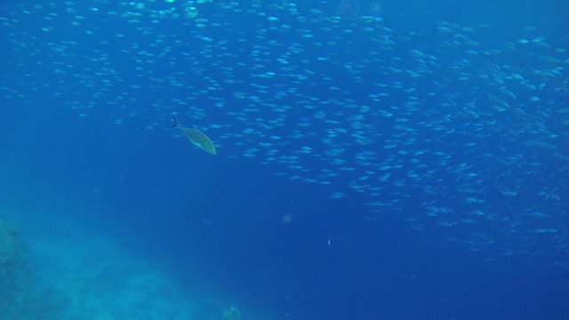 Fleet of small fishes in deep blue sea