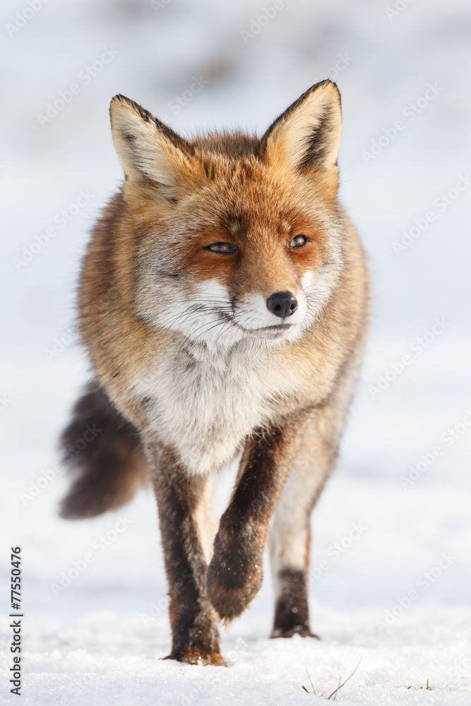 Wall mural red fox walks through the snow