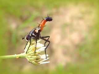 Pose einer Raubfliege