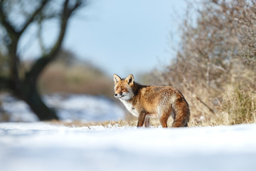 Red fox standing in a winter landscape