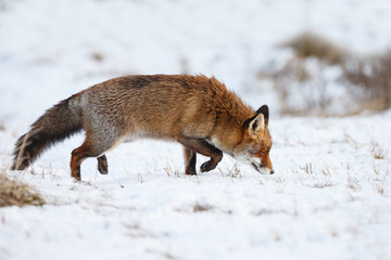 Red fox walks through the snow