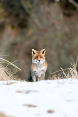 Red fox standing in a winter landscape