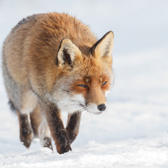 Red fox in wintertime
