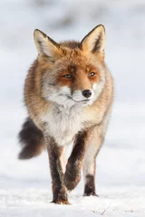 Poster Red fox walks through the snow © Menno Schaefer