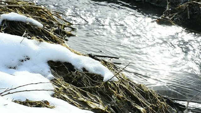 Bach und Haselnussbl&uuml;te im Winter