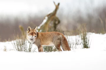 Fotobehang Lente Red fox standing in a winter landscape  © Menno Schaefer