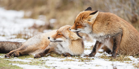 Two red foxes cuddling in the snow
