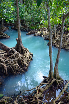 Fototapeta Mangrove forest