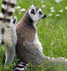Ring-tailed lemur © Mikhail Blajenov