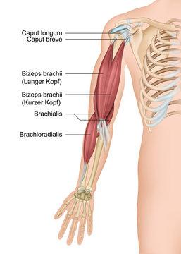 Anatomie Arm, Bizeps brachii