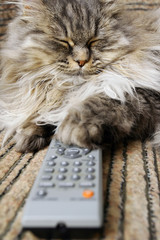 cat with a remote control to TV