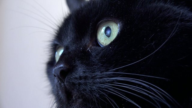 Schwarze Katze