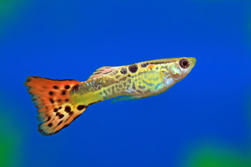Aquarian fish of the guppy - obrazy, fototapety, plakaty