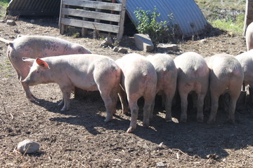 cochons porc 5