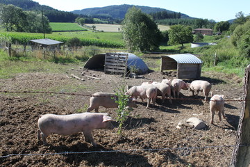 cochons porc 4