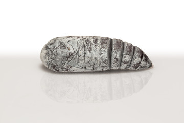 Castor Semi-Looper pupa