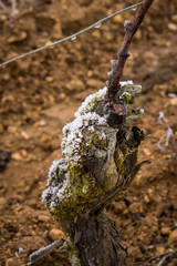 cep de vigne taillé