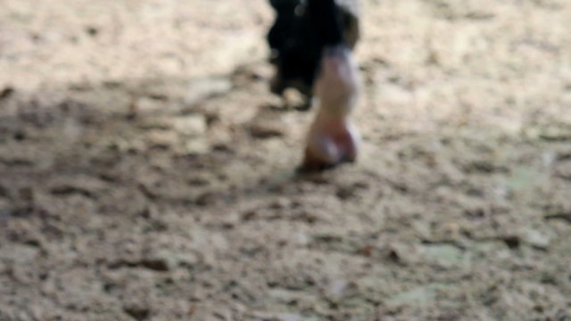 young girl training for professional jockey