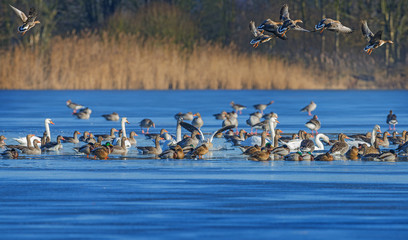 a flock of geese (Anser albifrons and Anser anser) on a pond