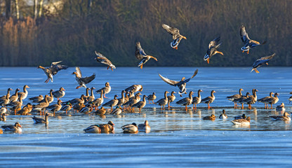 a flock of geese (Anser albifrons and Anser anser) on a pond