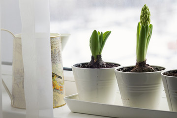 hyacinth buds in white pots on the window