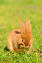 Little bunny on green grass