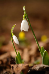 Snowdrop flowers