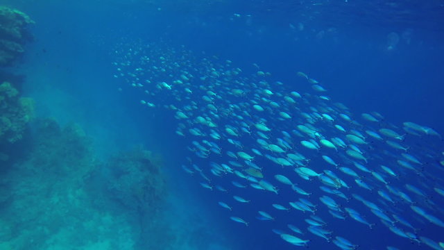 Fleet of small fishes moving away
