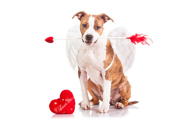 Puppy dressed as a valentine cupid holding an arrow in his mouth