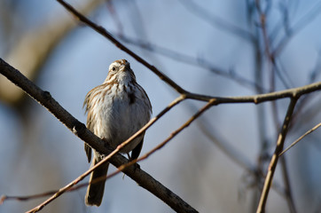 Song Sparrow Perched on a Branch in a Tree