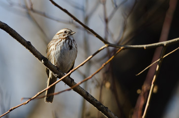 Song Sparrow Perched on a Branch in a Tree