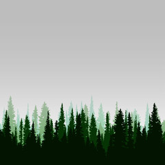 Panorama of wild coniferous forest