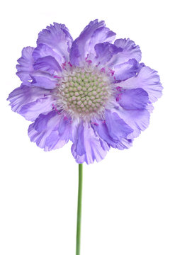 Fototapeta scabiosa