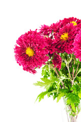 Red chrysanthemums bouquet