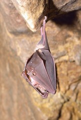 Greater horseshoe bat( Rhinolophus ferrumequinum)