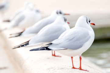 Group of seagull