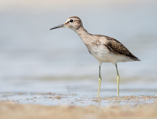 Wood sandpiper