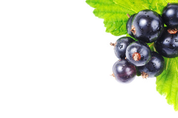 Black currant