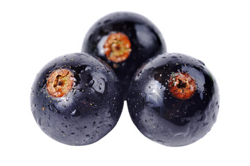 black currant