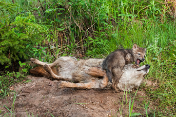 Fototapeta premium Coyote (Canis latrans) Pup Plays with Adult