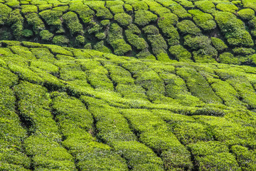Detail of Tea Plantation-Cameron Highland,Malaysia