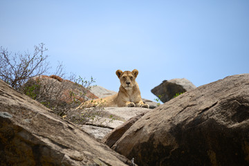Lioness posing on top of a big rock - Serengeti safari