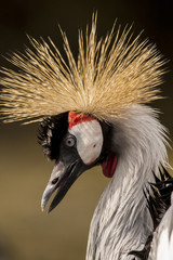 Fototapeta premium Portrait of a stately crowned crane / Kraanvogel portret