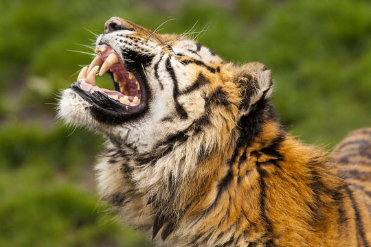 Bengaalse tijger gromt.