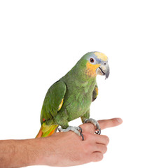 Orange-winged amazon on hand of a white background